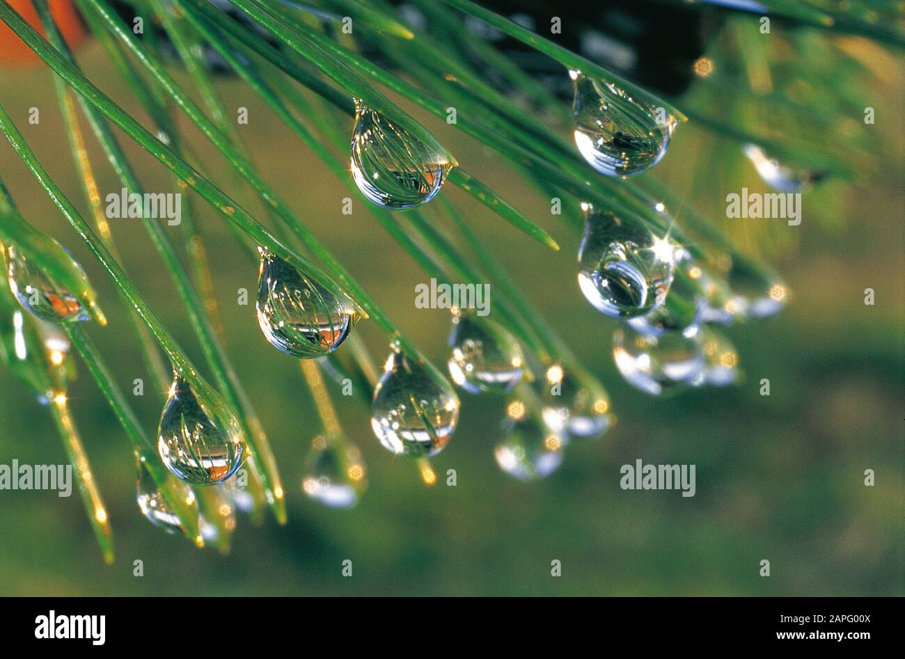 Water drops on Pine needles (Pinus sp) Stock Photo