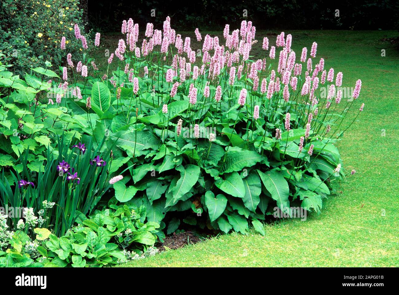 Bistort (Polygonum bistorta) 'Superbum' in bloom in summer Stock Photo