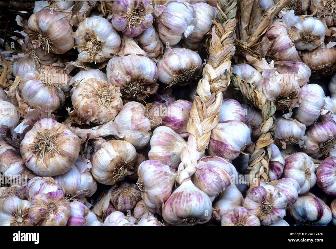 Garlic (Allium sativum) in summer Stock Photo