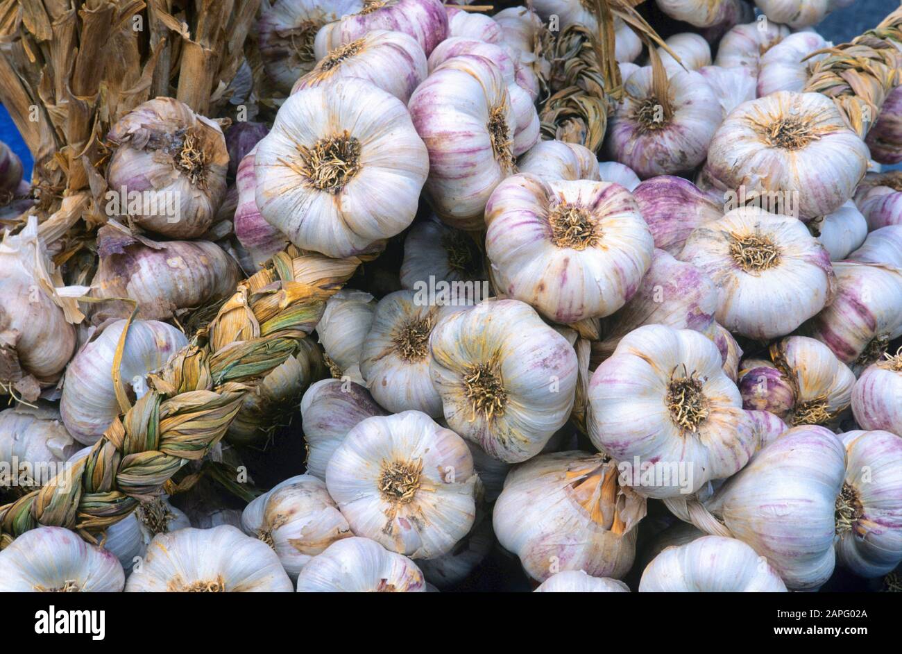 Purple garlic 'Germidour' (Allium sativum) in summer Stock Photo