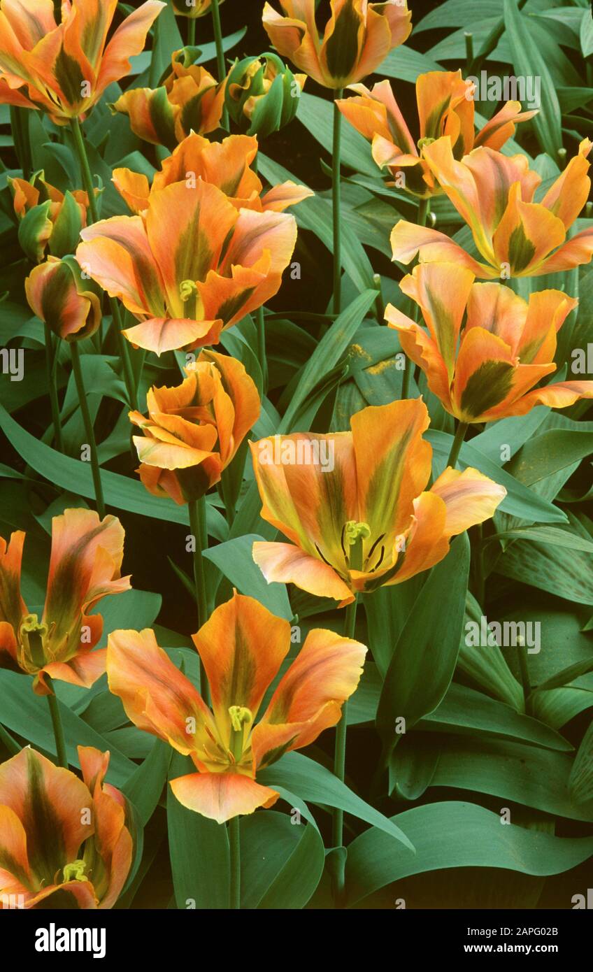 Viridiflora Tulip Tulipa Artist High Resolution Stock Photography And Images Alamy