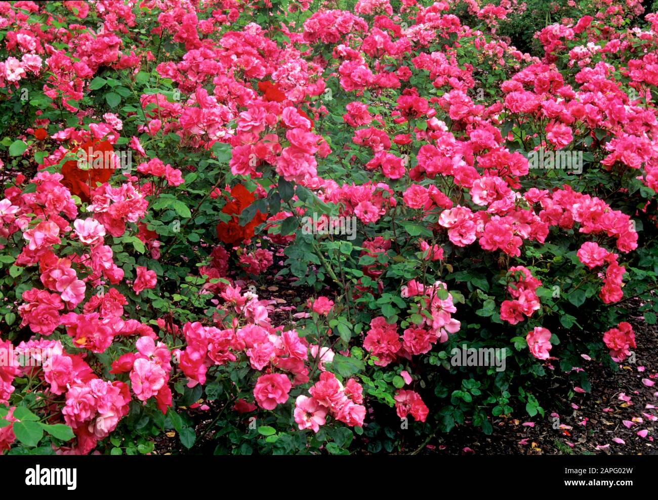 Rose-tree (Rosa 'Rosy la Sevillana') in bloom Stock Photo - Alamy