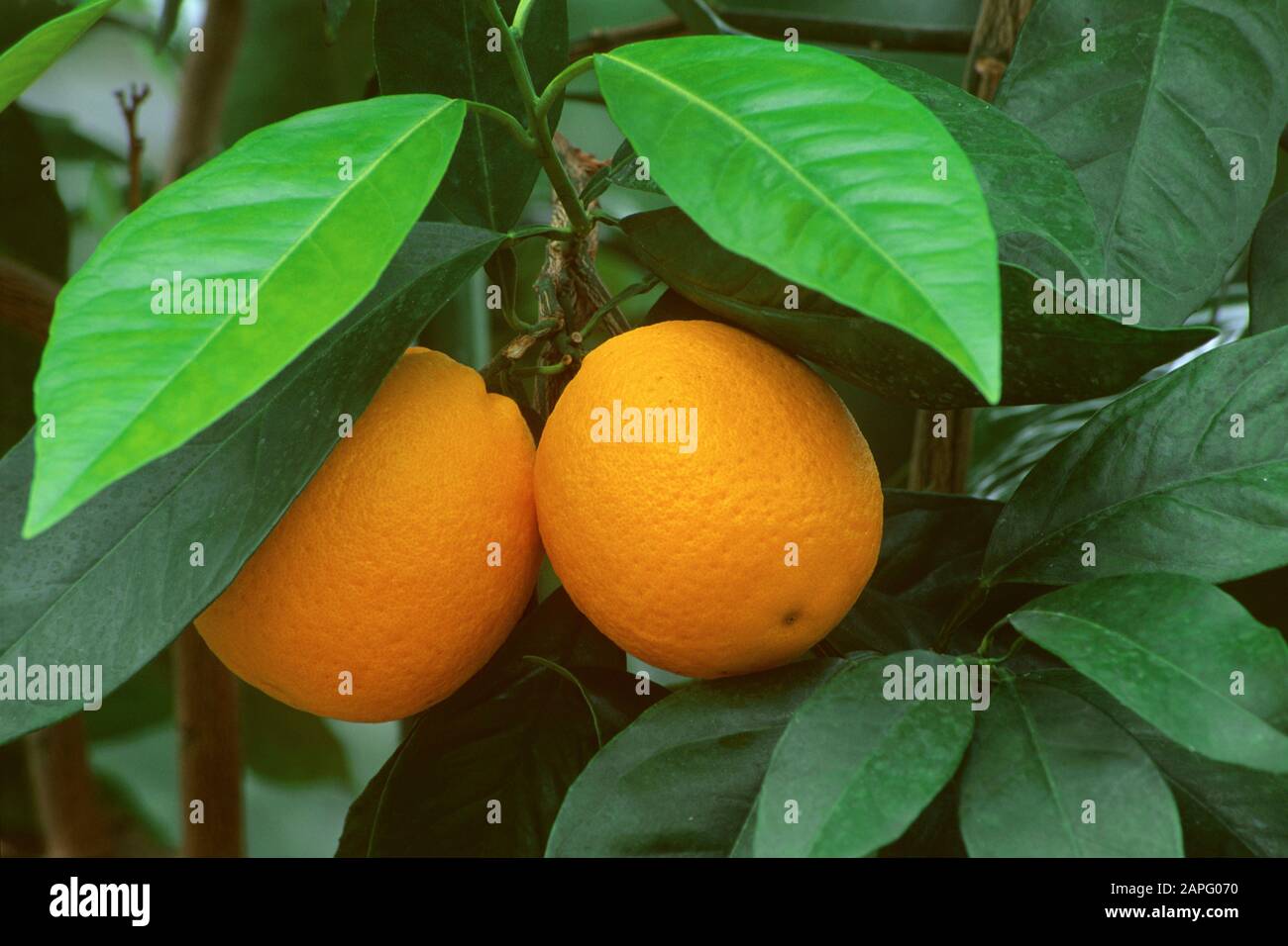 Orange (Citrus sinensis, Synonym Citrus aurantium), Citrus fruit Stock