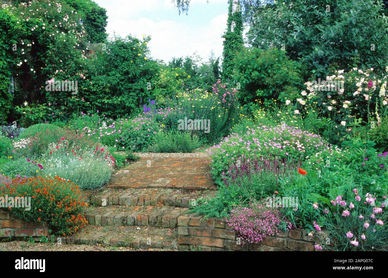 Brick Stair and Rose (Rosa sp), Carnation (Dianthus sp), Perennial Geranium (Geranium), helianthemum (Helianthemum sp), Hall Farm, England. Stock Photo
