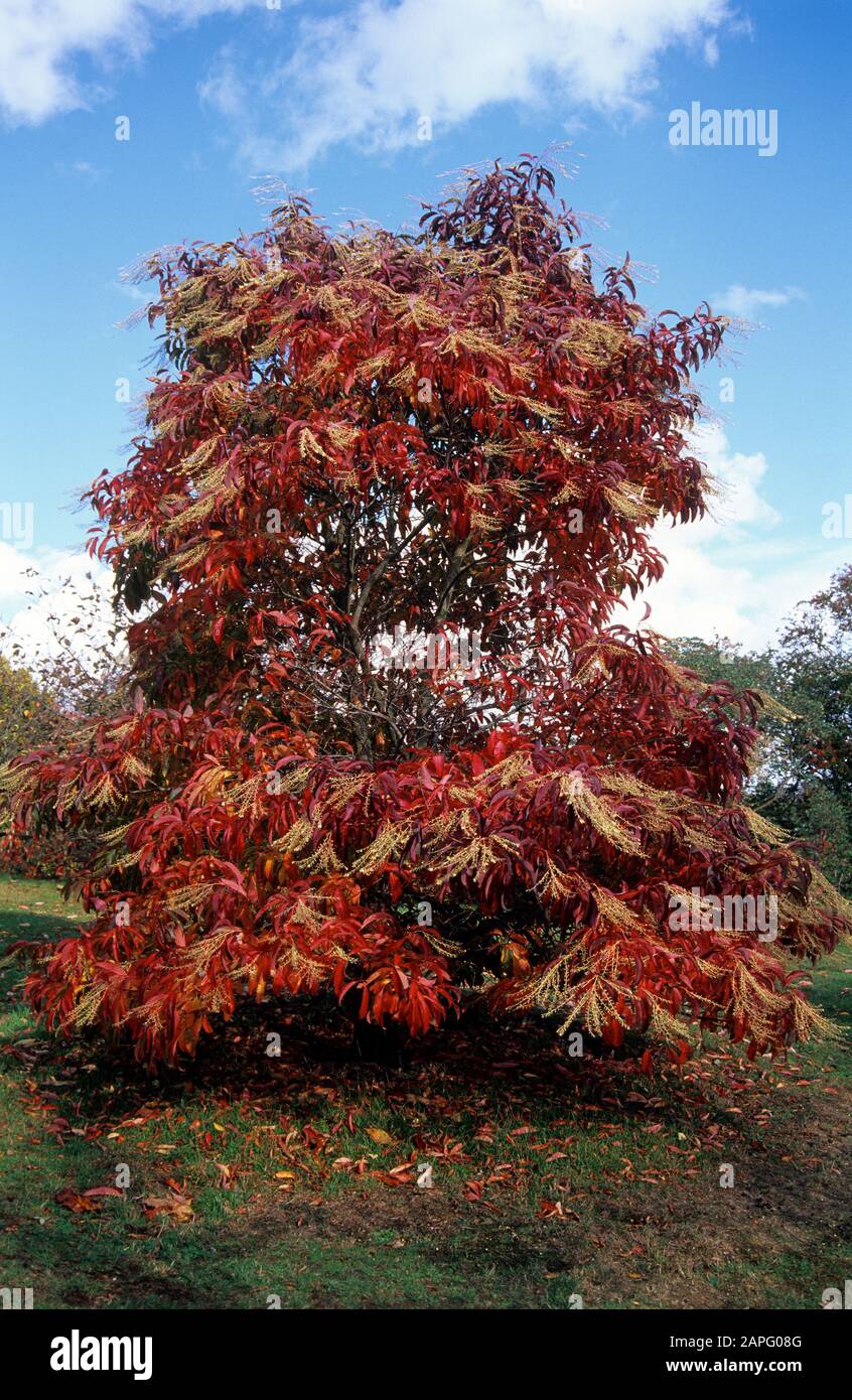 Sourwood (Oxydendrum arboreum) in autumn Stock Photo