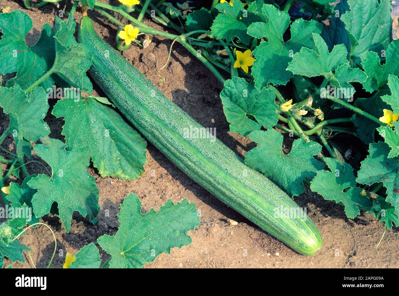 Long cucumber (Cucumis sativus) 'Fegouz vert', Vegetable Stock Photo
