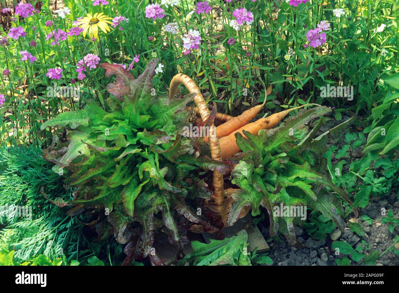 Lettuce 'Brunia' (Lactuca sativa) in summer Stock Photo