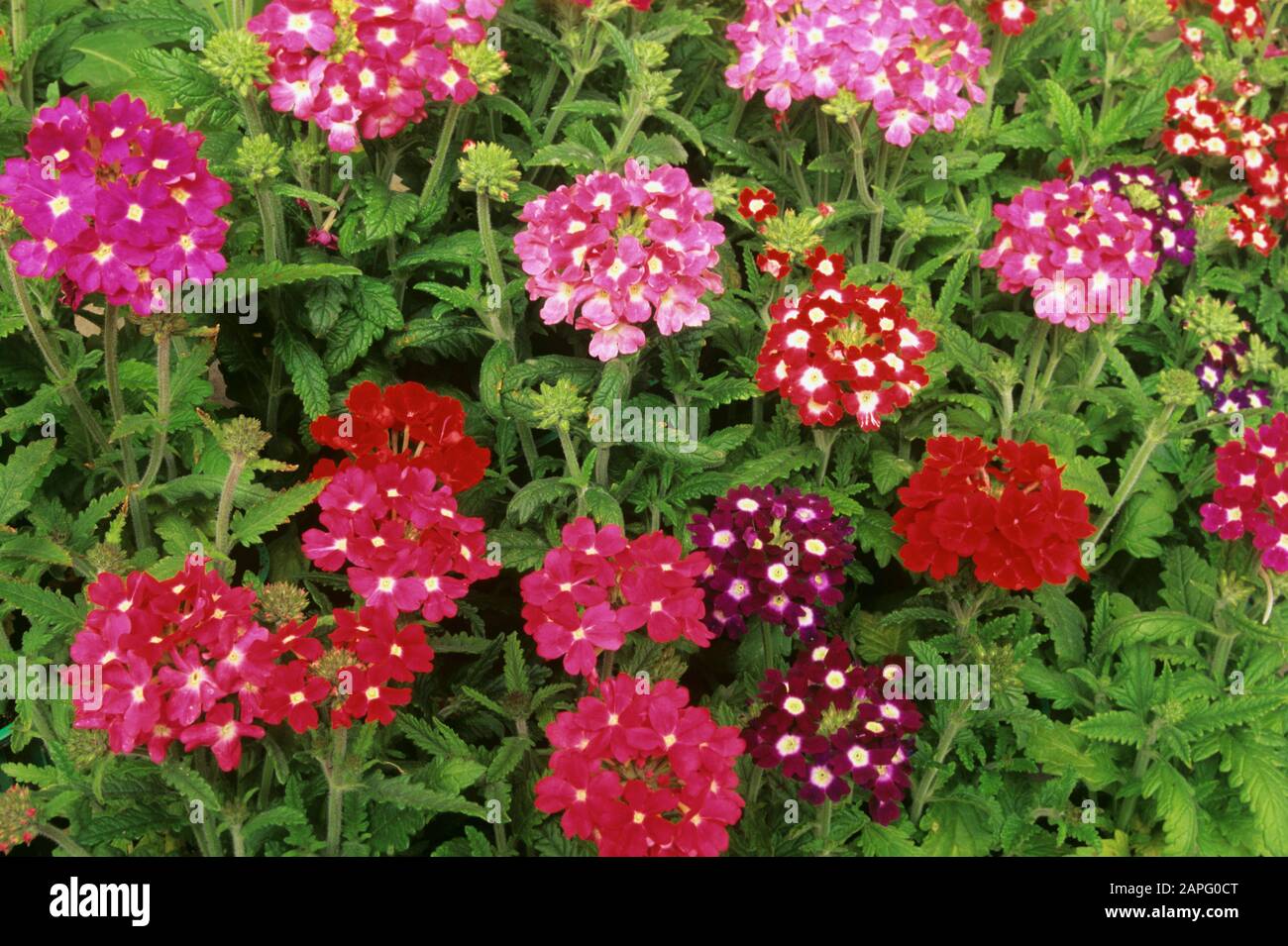 Hybrid Verbena (Verbena x hybrida) in bloom in spring Stock Photo Alamy