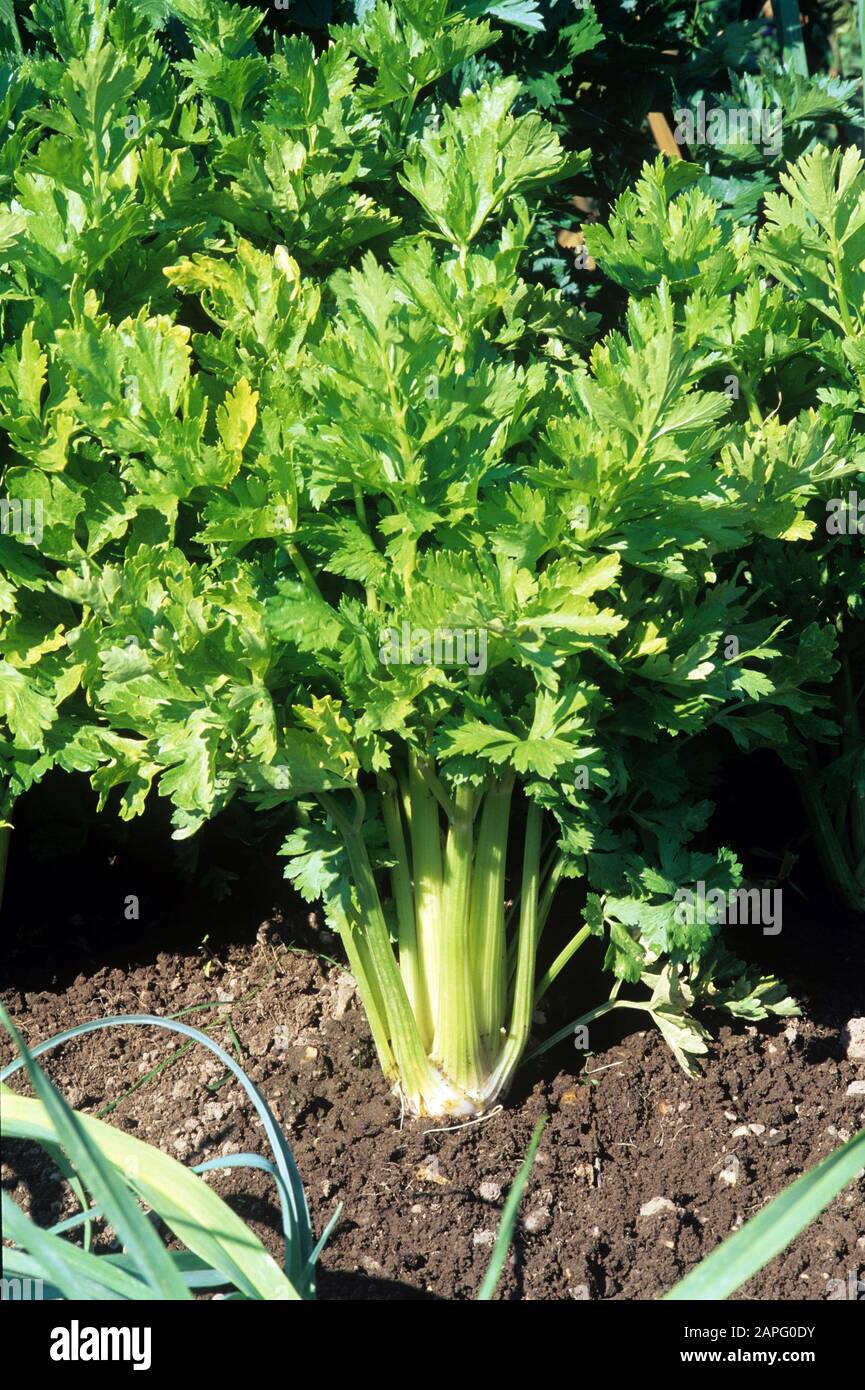 Golden celery (Apium graveolens dulce) 'Daybreak' Stock Photo