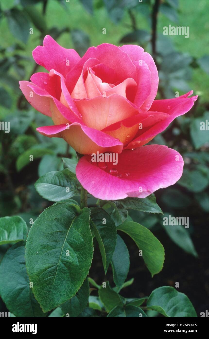 Rose (Rosa 'Kronenbourg', syn. Rosa 'Flaming Peace' Stock Photo - Alamy
