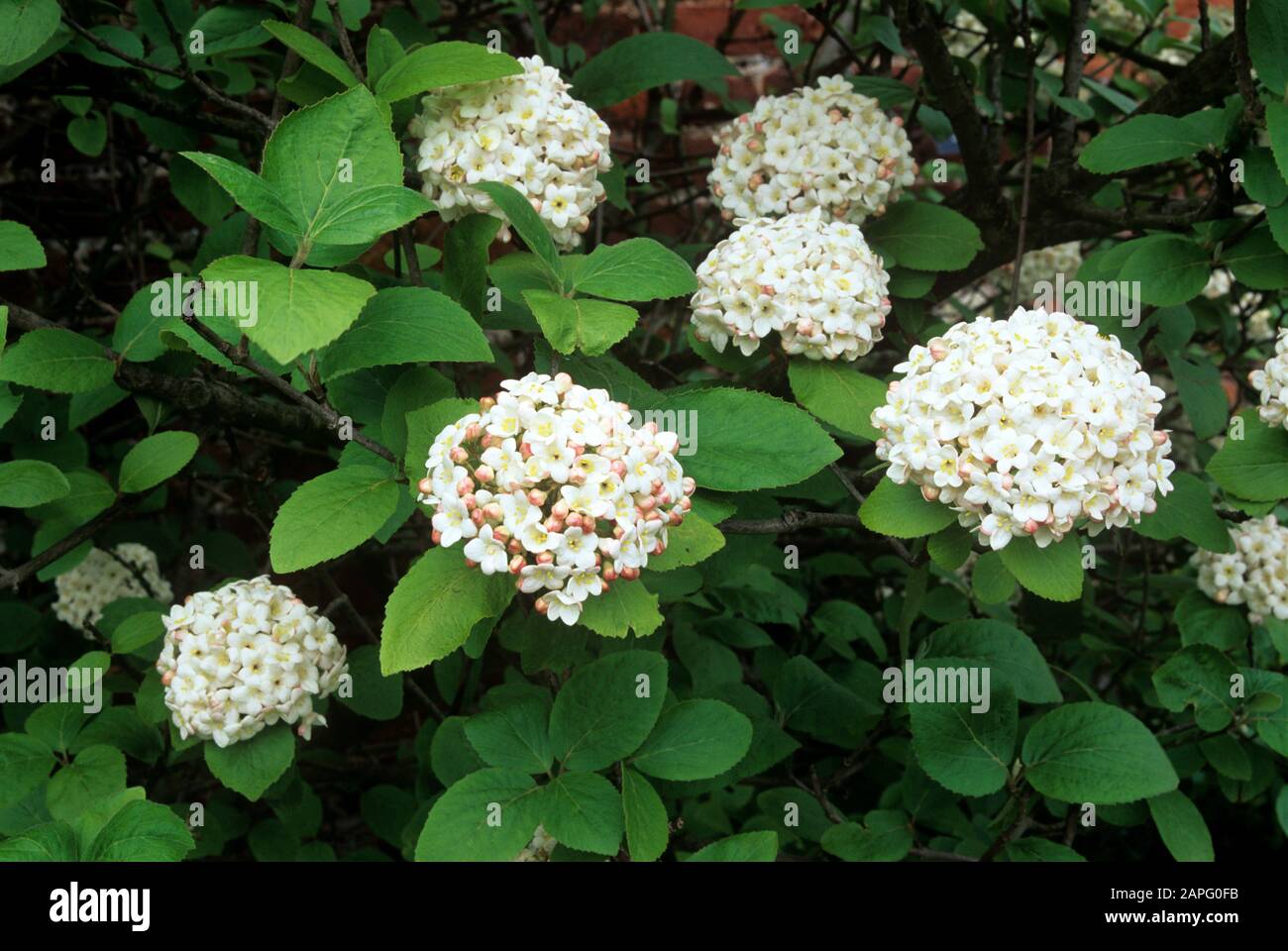 Fragrant Viburnum (Viburnum x carlcephalum) in bloom Stock Photo Alamy