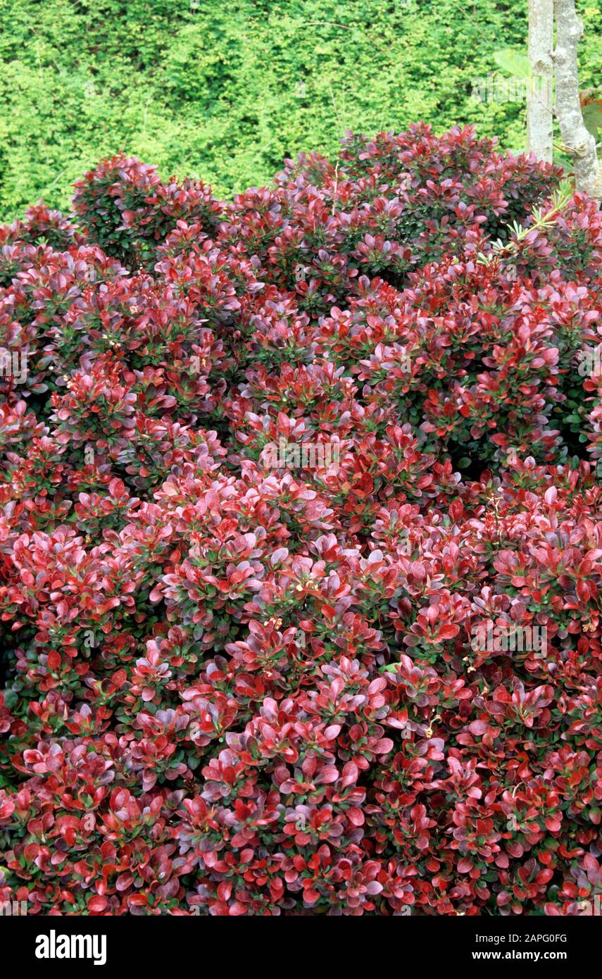 Gardening Granny S Gardening Pages Barberry