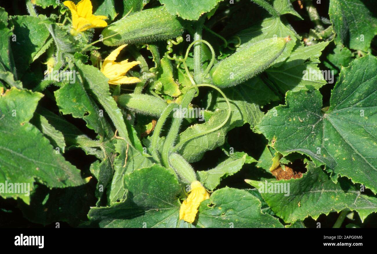 Cucumis Sativus High Resolution Stock Photography and Images - Alamy