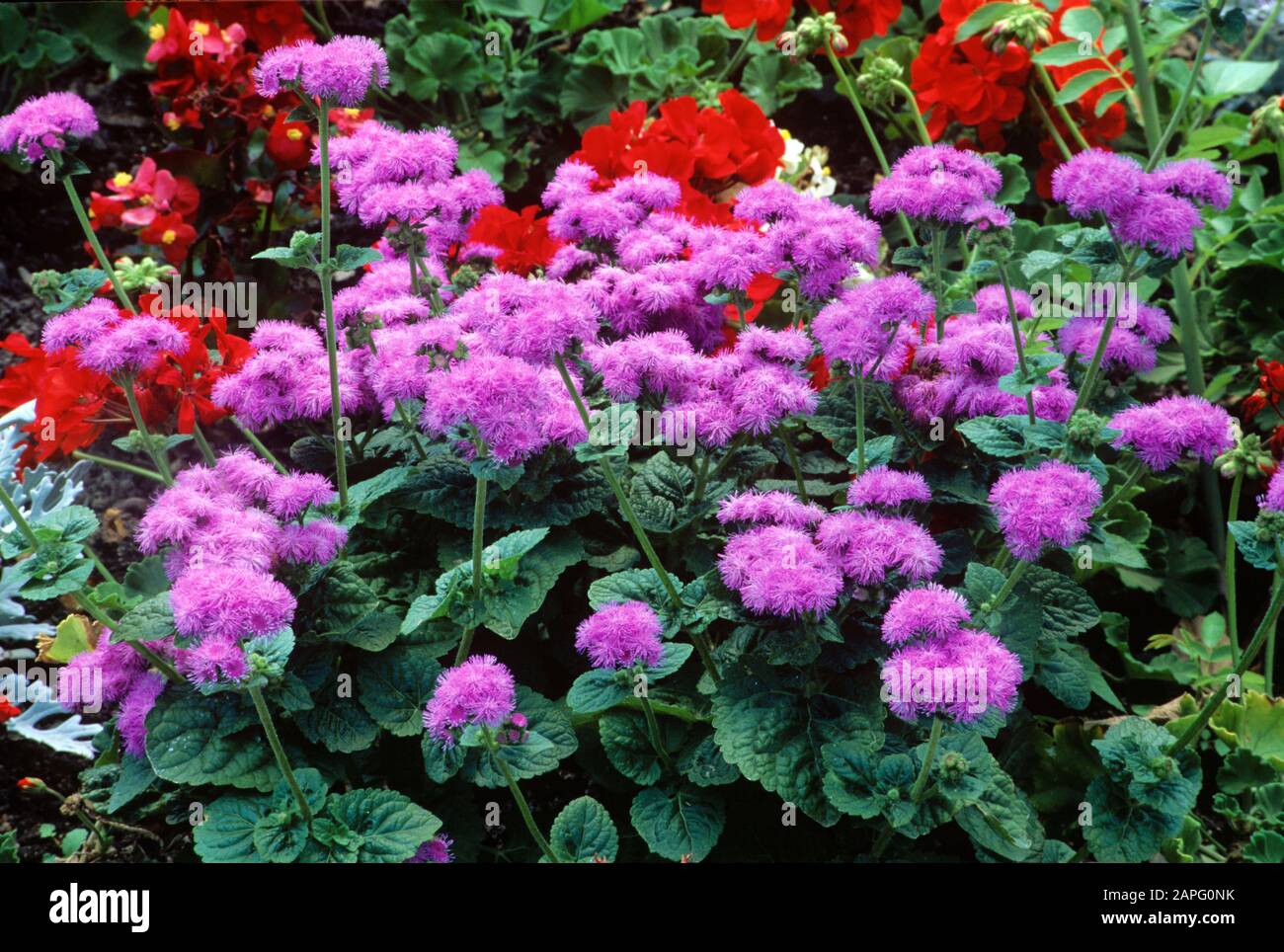 Blue Mink (Ageratum houstonianum) 'Artist' Stock Photo - Alamy