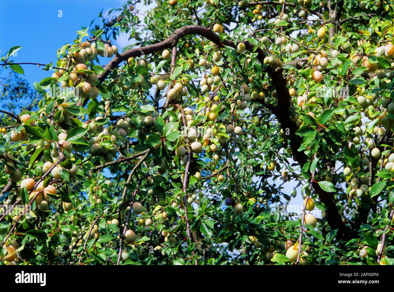 Plum 'Mirabelle de Nancy' (Prunus domestica) fruits on the tree Stock Photo