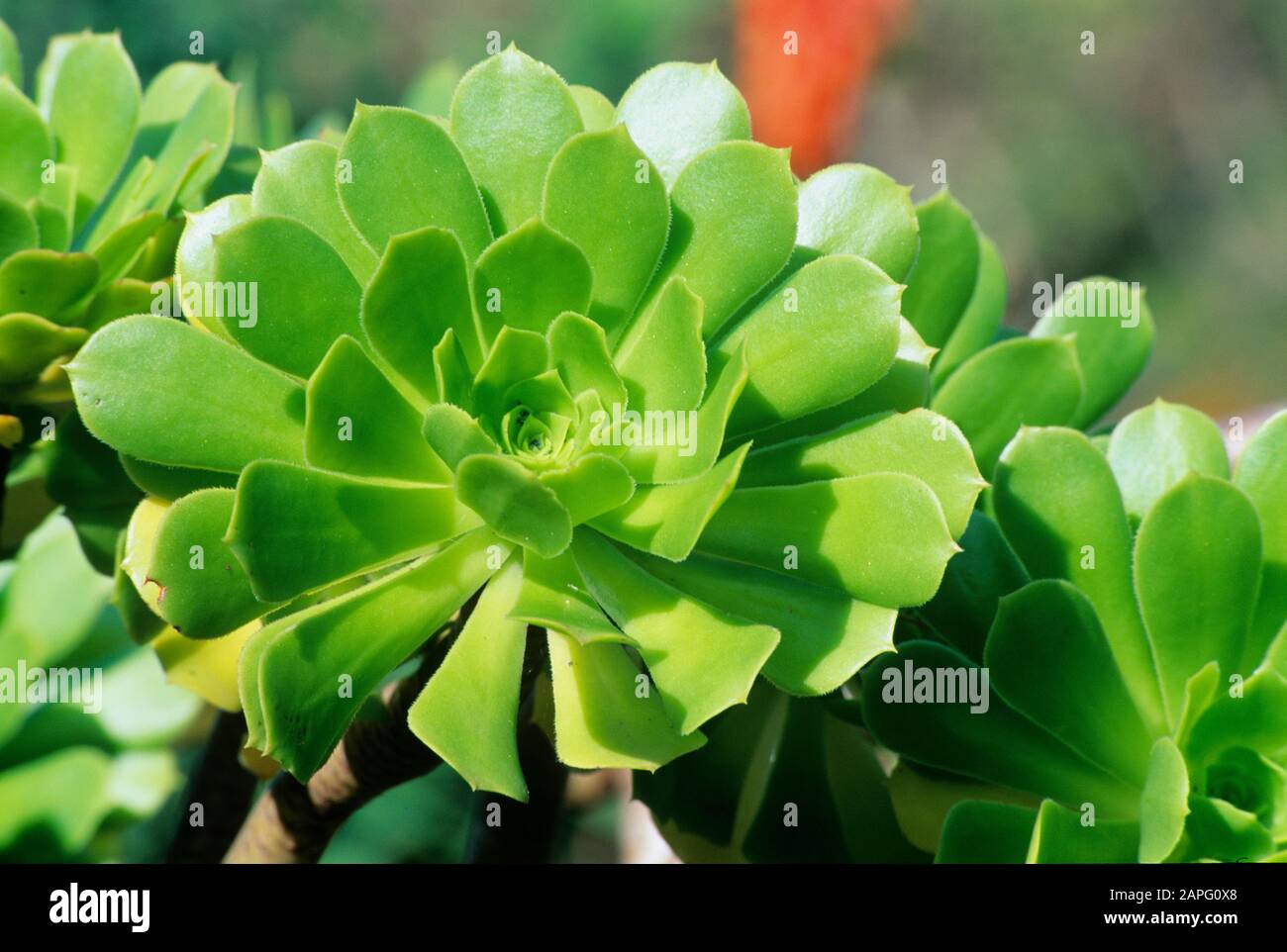 Aeonium en arbre (Aeonium arboreum syn. Sempervivum arboreum) Stock Photo