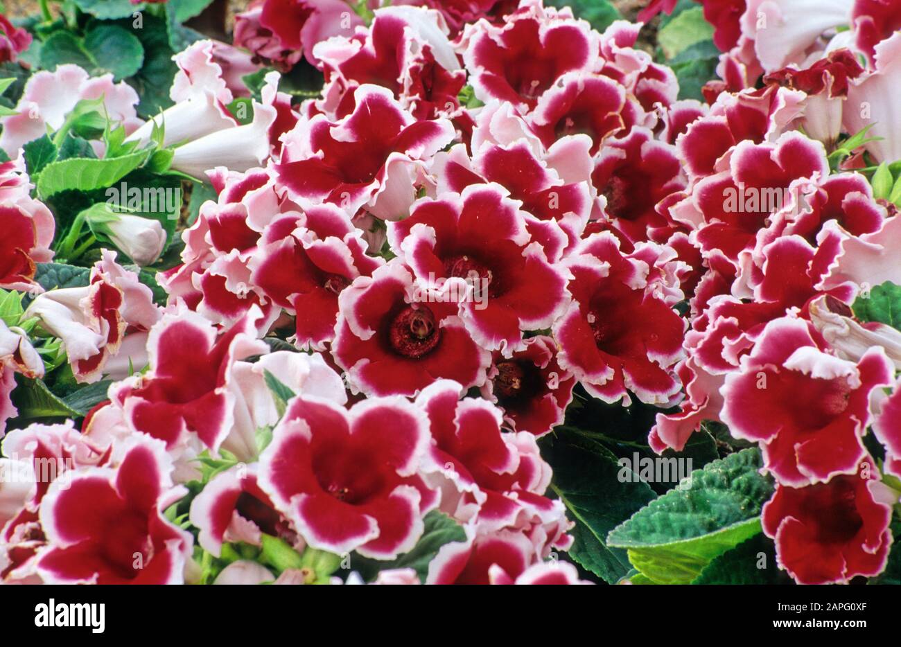 Sinningia ultra red with white edge (Gloxinia sp) in bloom Stock Photo