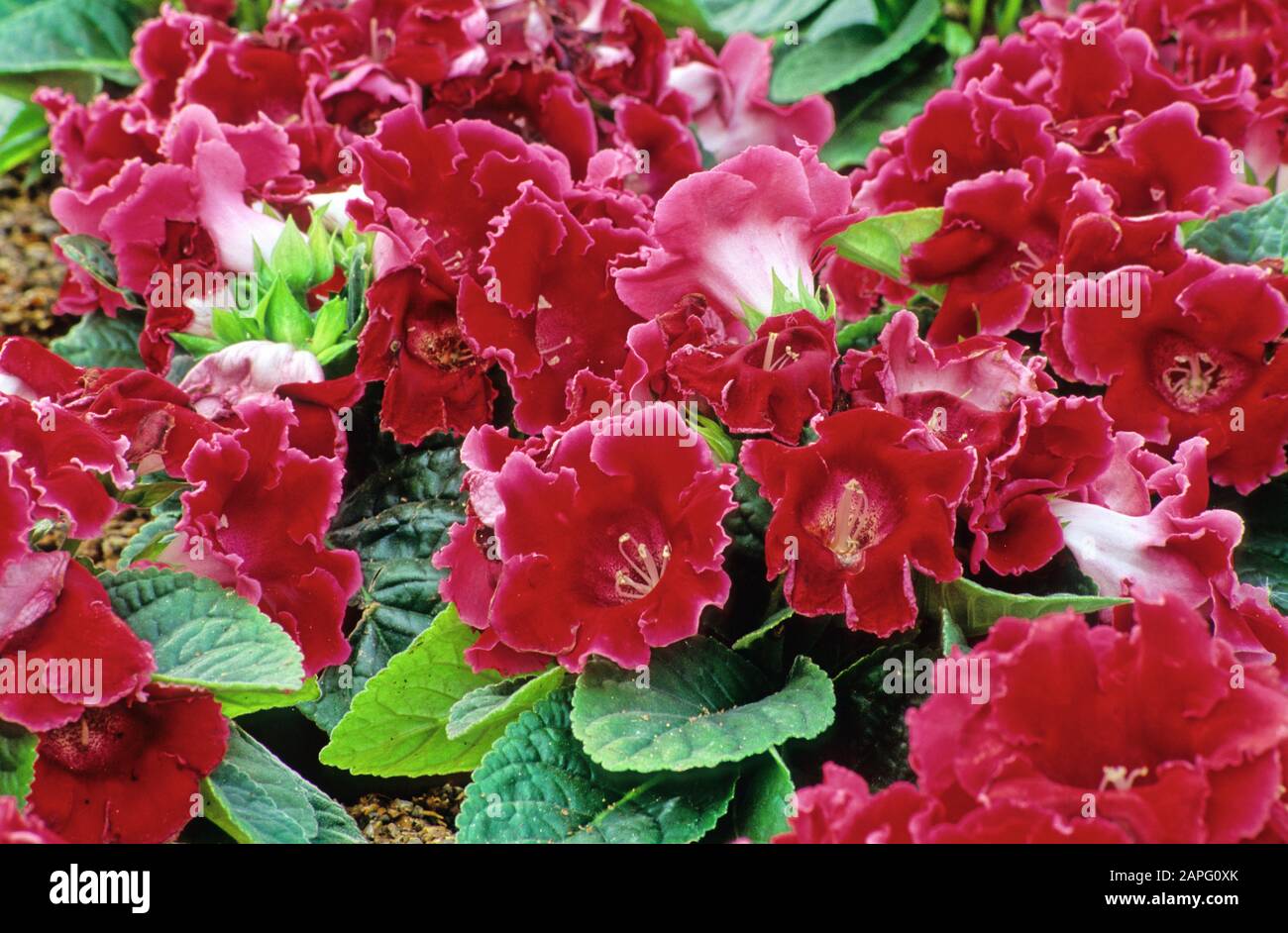 Sinningia 'Avanti Scarlet' (Gloxinia sp) in bloom Stock Photo