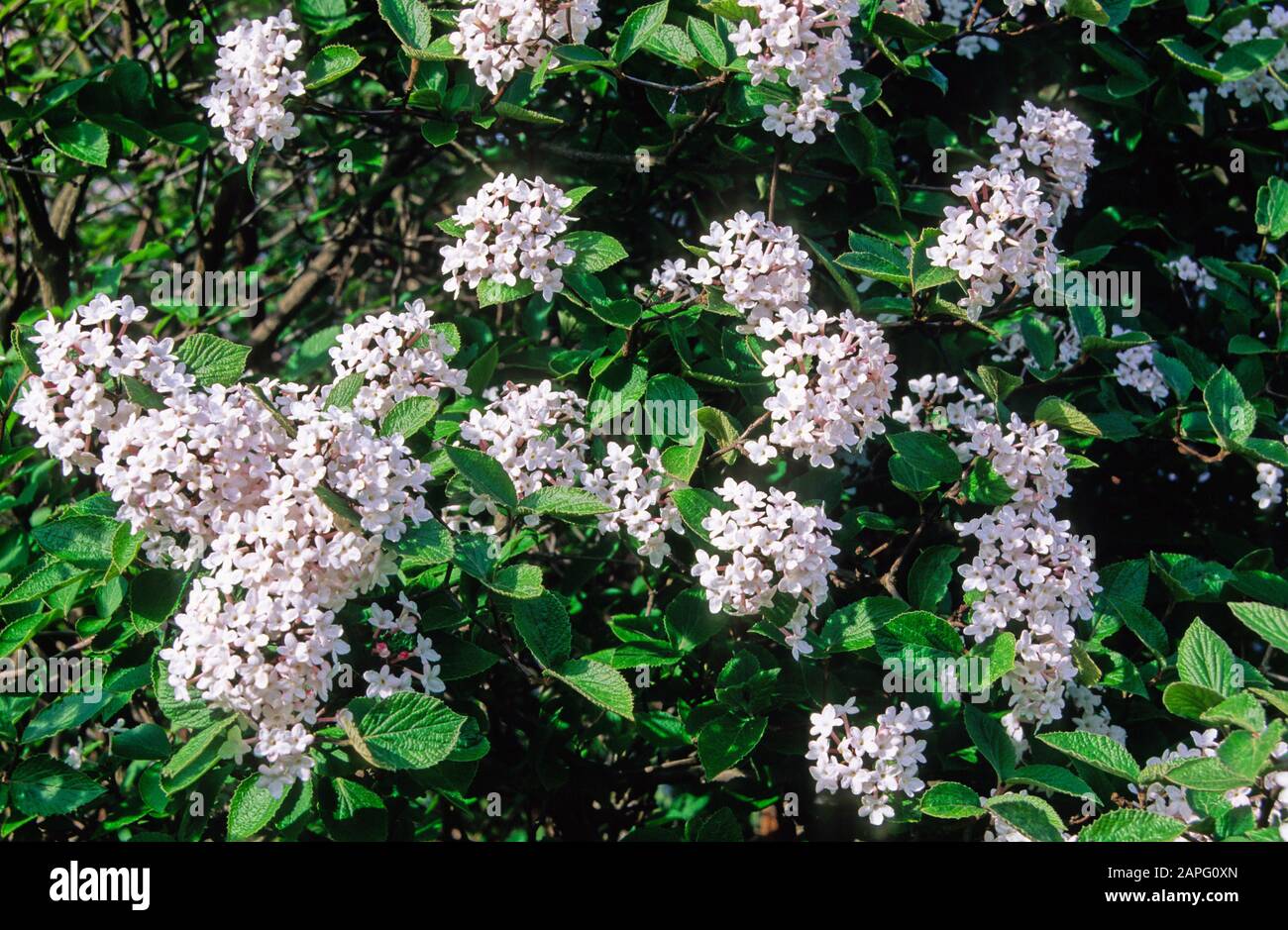 Juddi Viburnum (Viburnum x juddii) in bloom Stock Photo