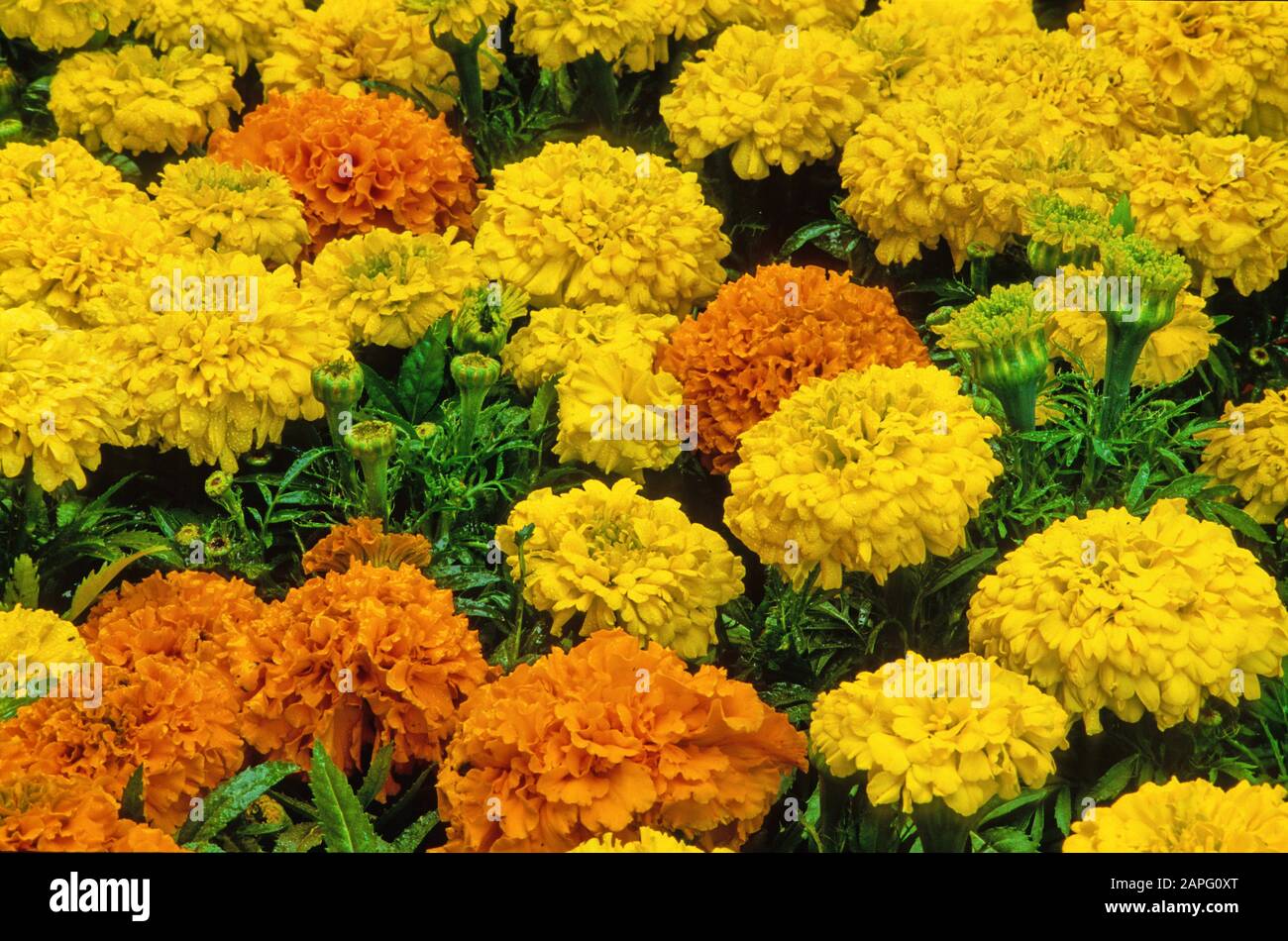 Mexican Marigold (Tagetes erecta) flowers Stock Photo