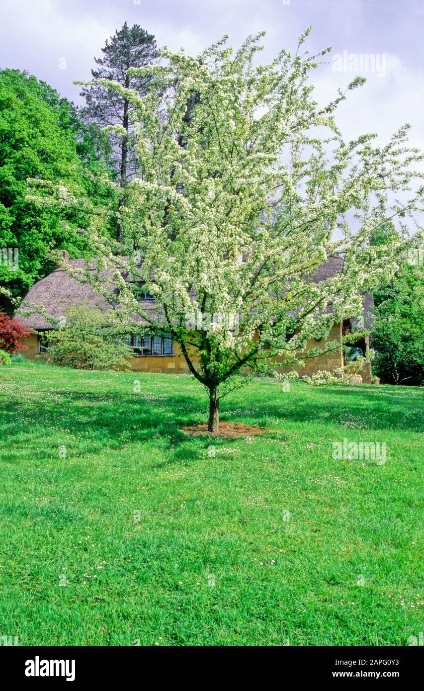 Ornamental apple tree (Malus brevipes), Batsford arboretum