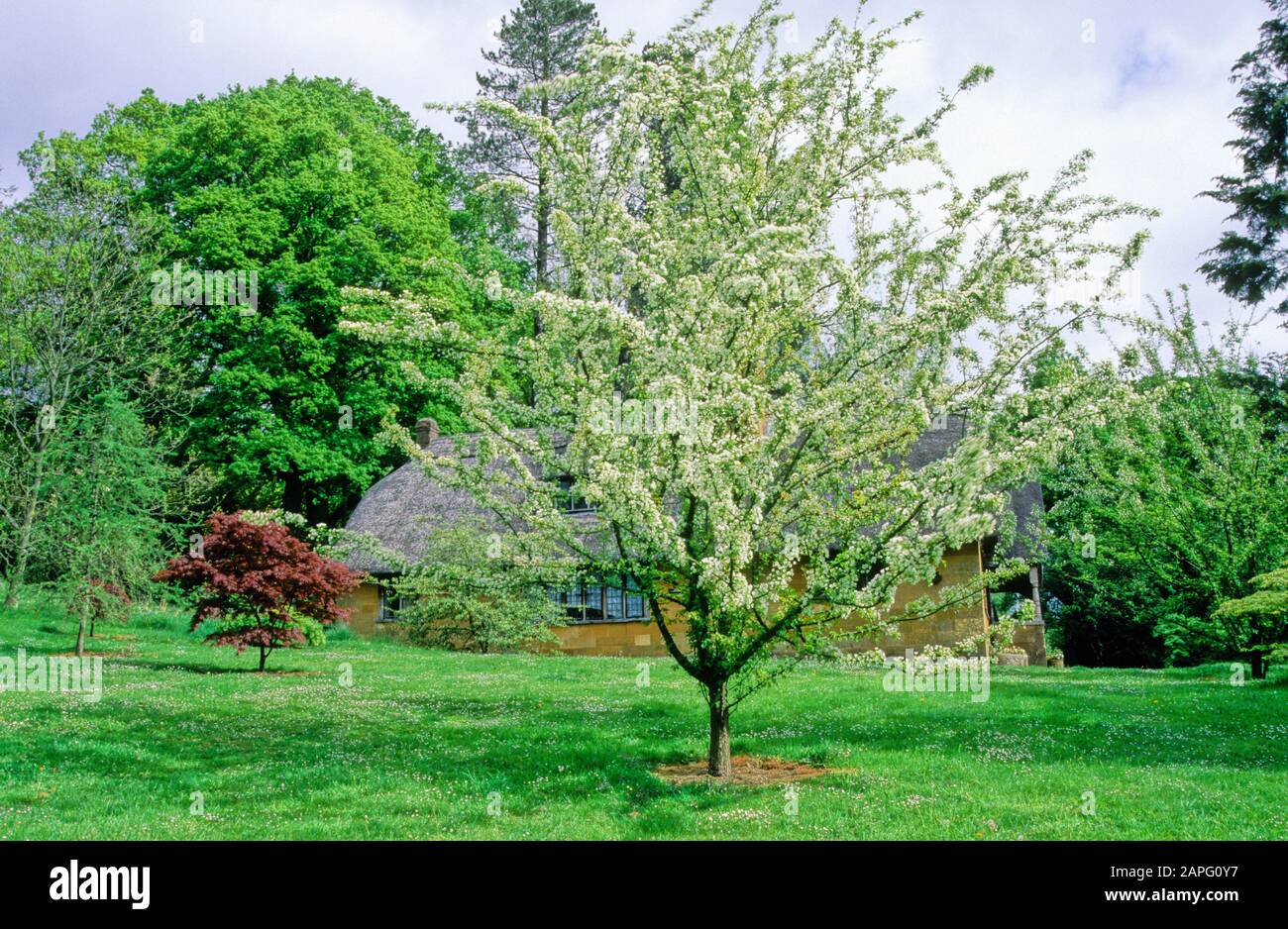 Ornamental apple tree (Malus brevipes), Batsford arboretum