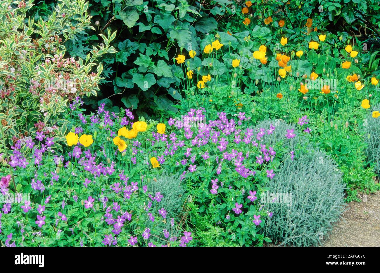 Perennial Flowerbed with Pansy, Violet (Viola sp), California Poppy (Eschscholzia californica), Spring-Summer Stock Photo