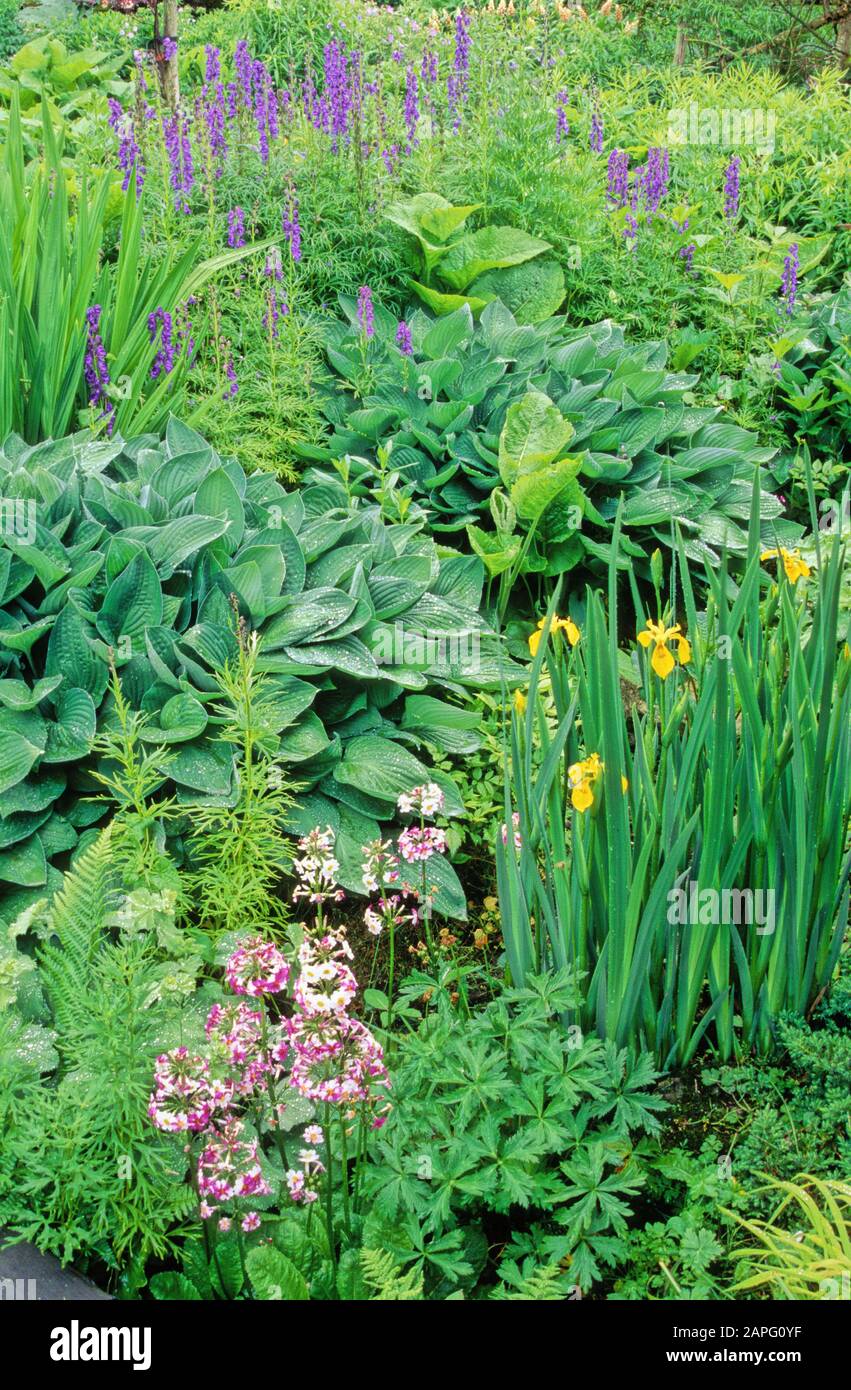 Perennial Flowerbed with Funkia (Hosta sp), Iris (Iris sp), Primrose (Primula sp), Spring-Summer Stock Photo