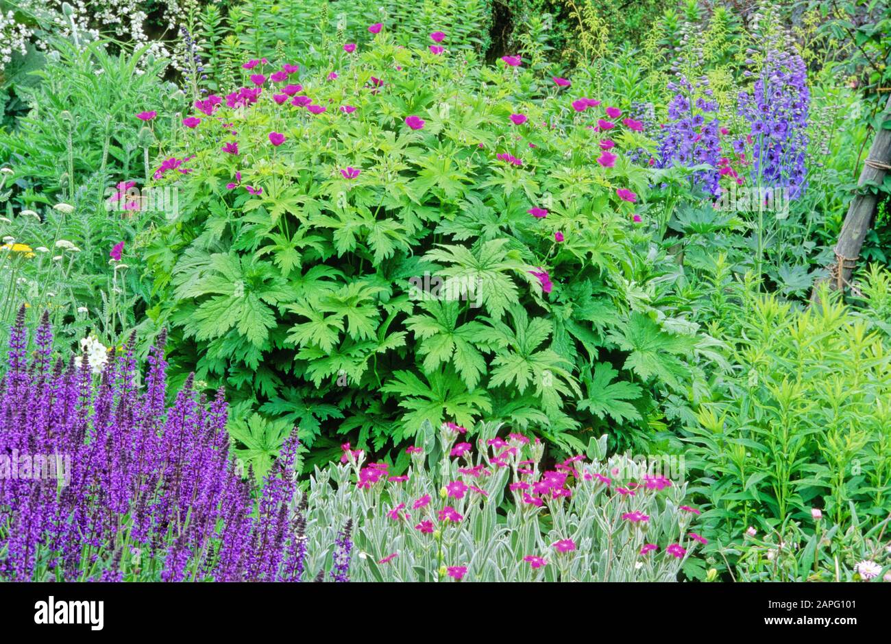 Perennial Flowerbed with Woodland sage (Salvia nemorosa), Cranesbill (Geranium psilostemon), Delphinium (Delphinium sp), Spring-Summer Stock Photo