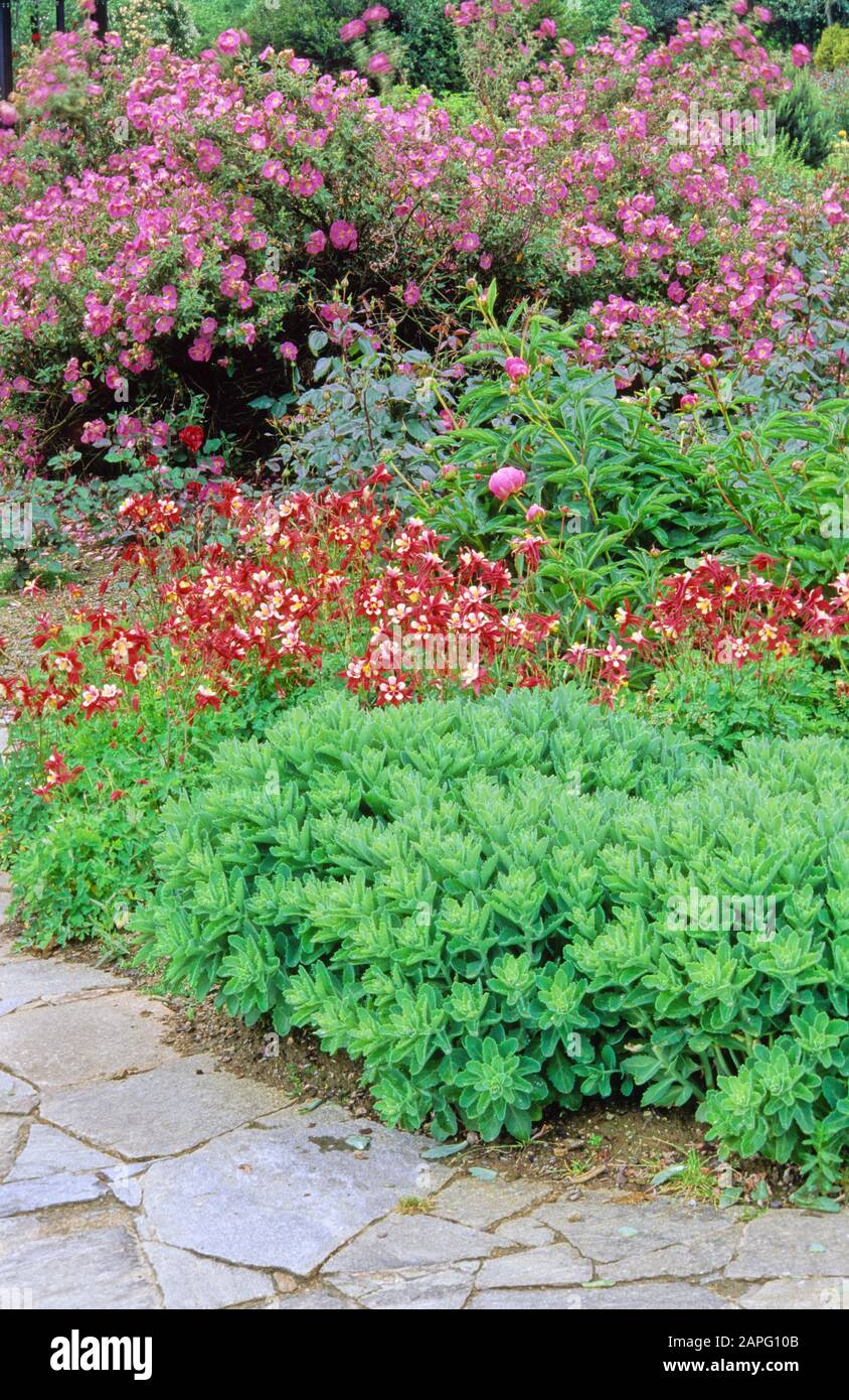 Perennial Flowerbed and border with Rock Rose (Cistus sp), Columbine (Aquilegia sp), Butterfly Stonecrop (Sedum spectabilis), Spring Stock Photo