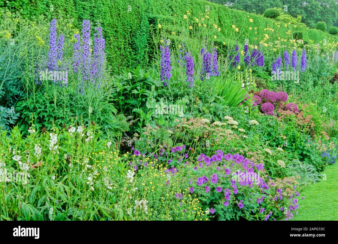 Perennial Flowerbed with larkspur (Delphinium sp), Masterwort, (Astrantia sp), Ornamental Garlic (Allium sp), Spring-Summer Stock Photo