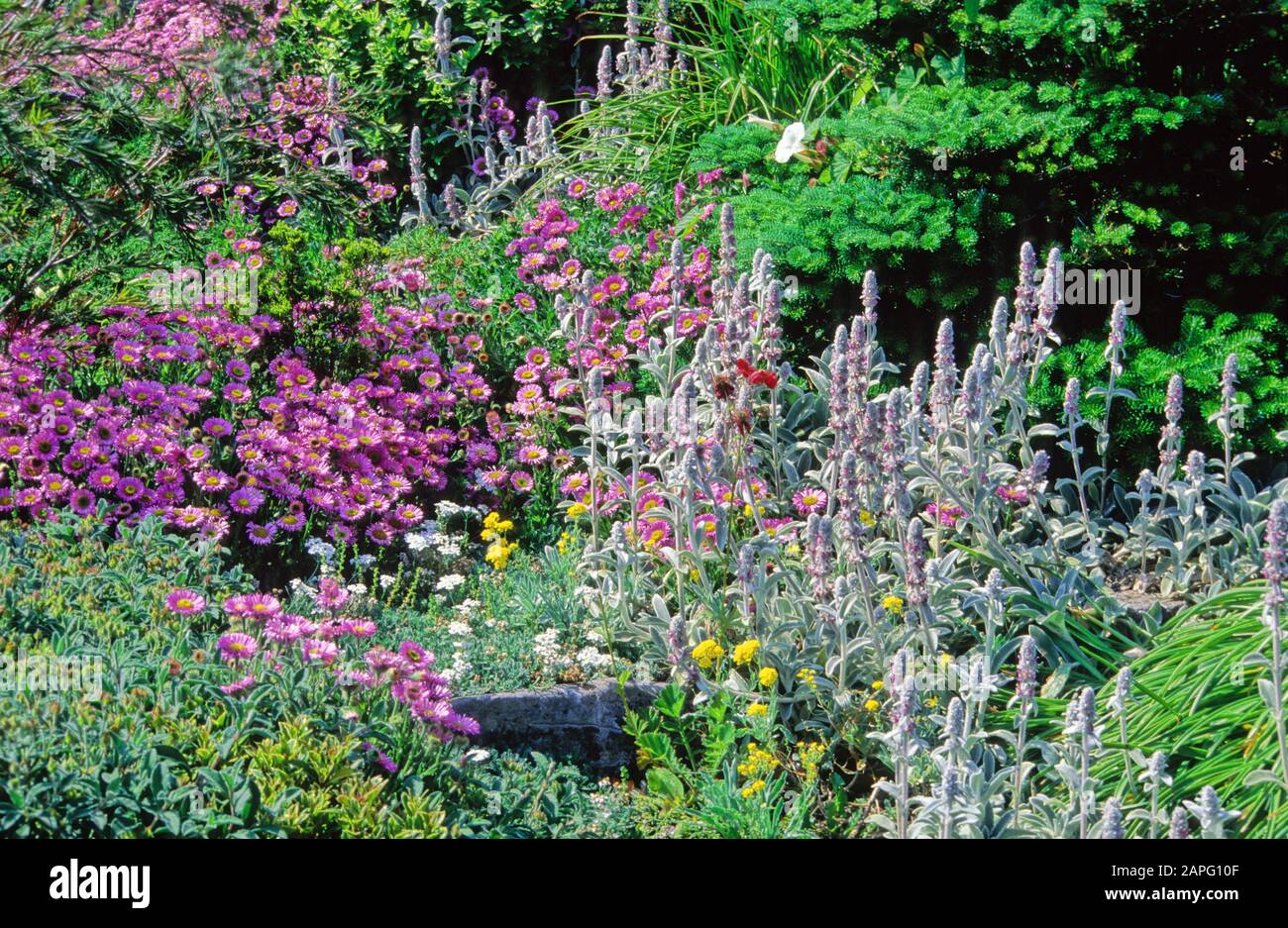 Perennial Flowerbed with Daisy (Erigeron sp), Bear Ear, Woolly hedgenettle (Stachys byzantina), Spring-Summer Stock Photo