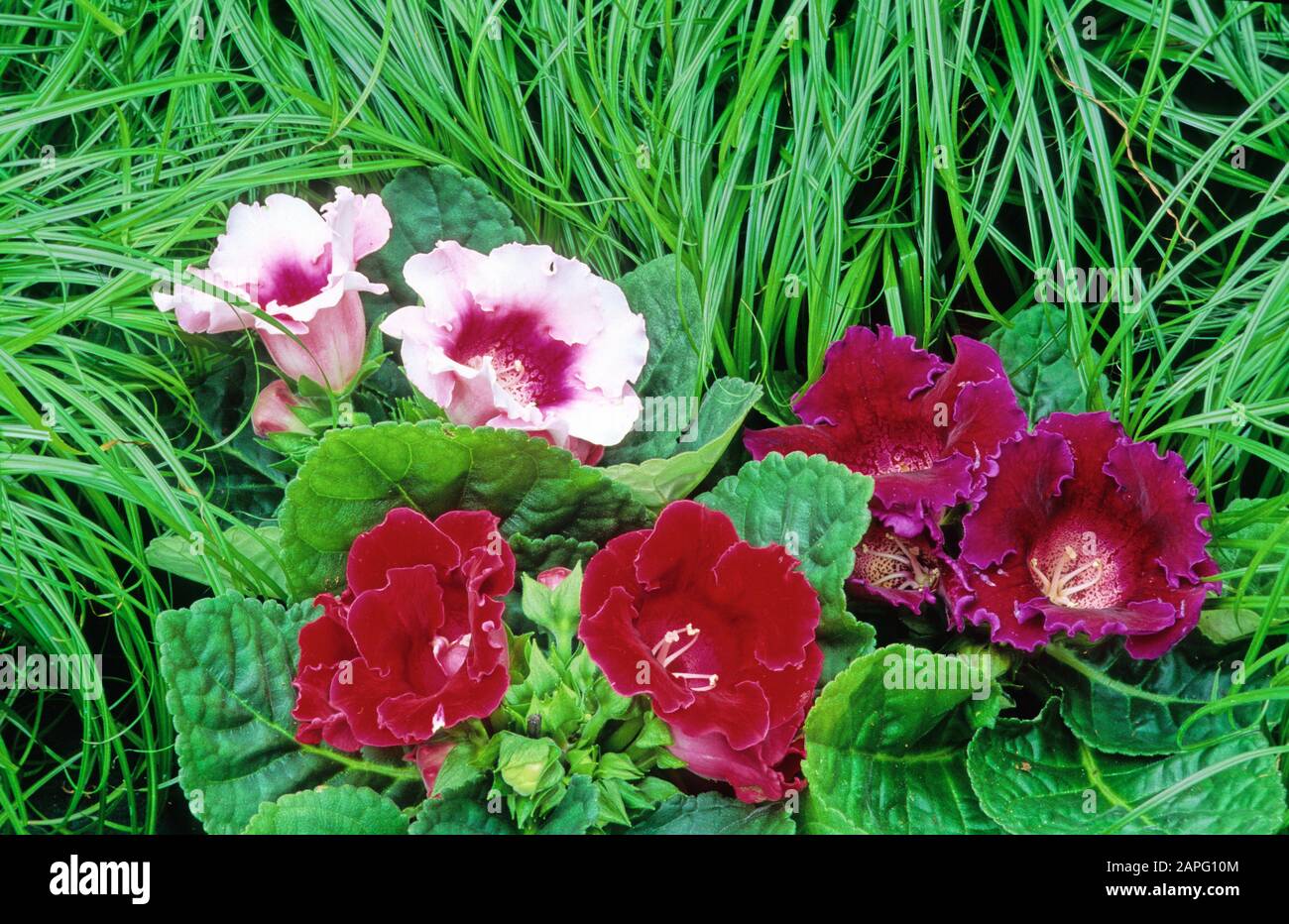 Sinningia hybrid (Gloxinia sp) in bloom Stock Photo
