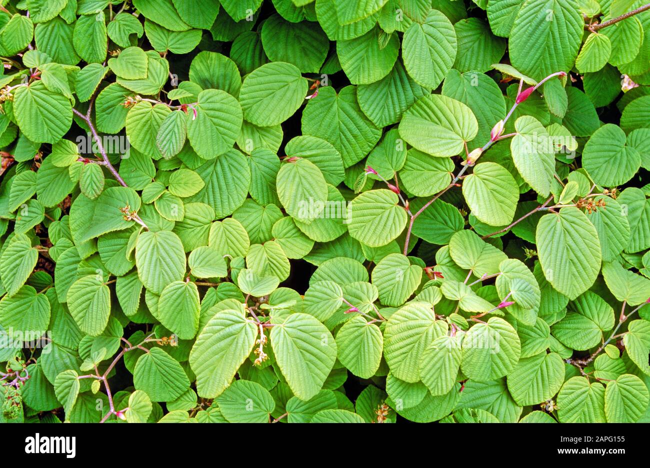 Winter-hazel (Corylopsis spicata) foliage Stock Photo