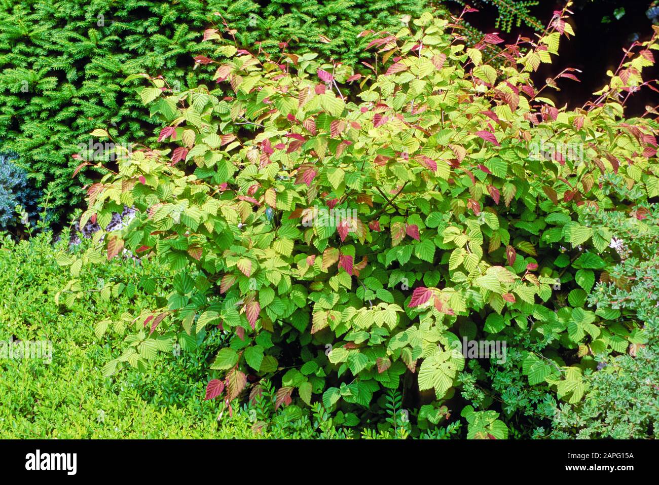 Buttercup witch hazel (Corylopsis pauciflora) Stock Photo