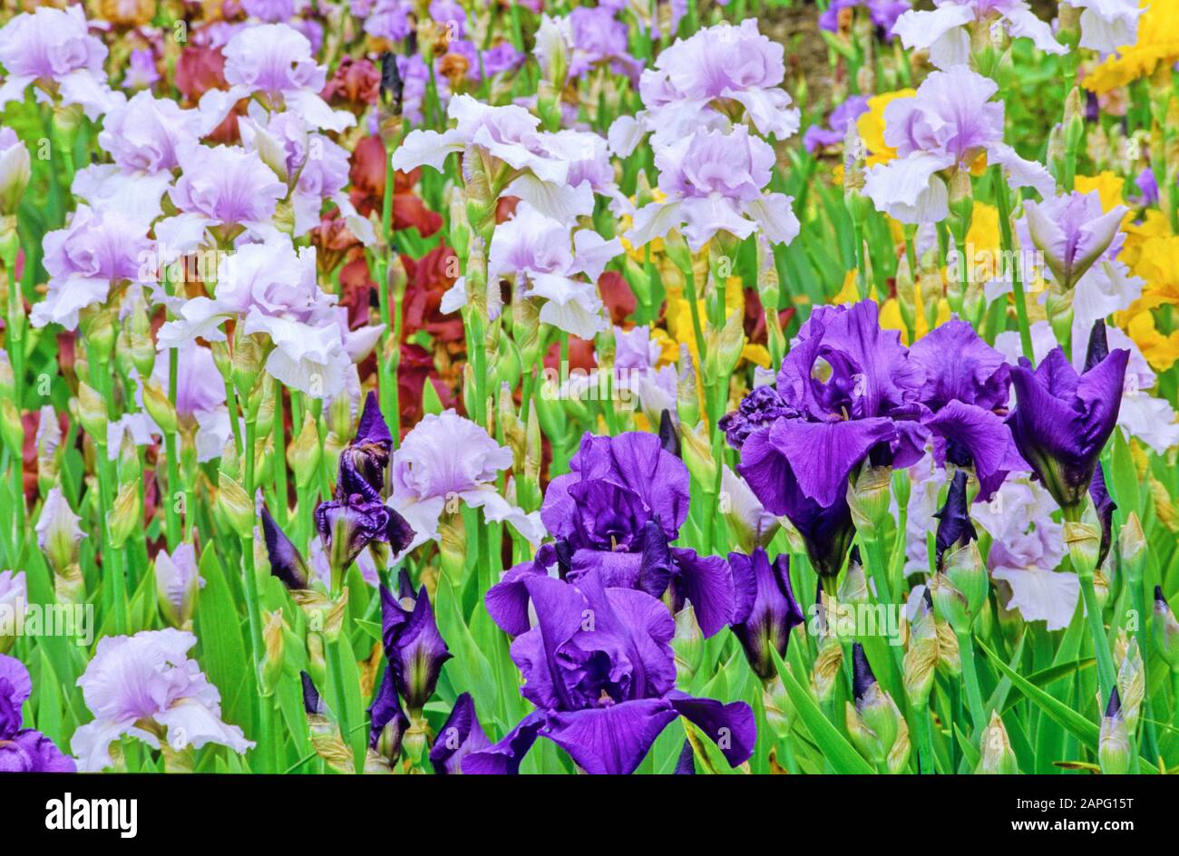 Iris Garden Massif (Iris germanica) mixed: Iris 'Mary Frances' and Iris 'Matinata' Stock Photo