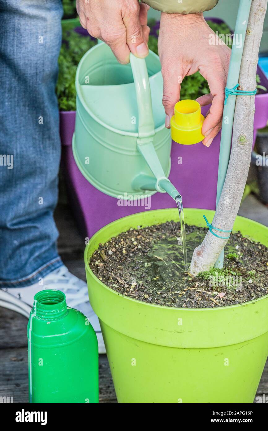 Woman bringing liquid fertilizer to an olive tree in pot Stock Photo