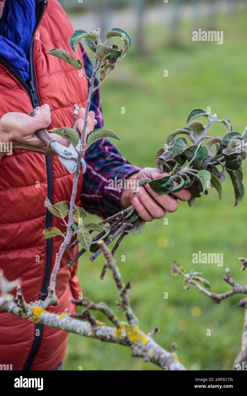 Winter pruning of apple tree Stock Photo Alamy