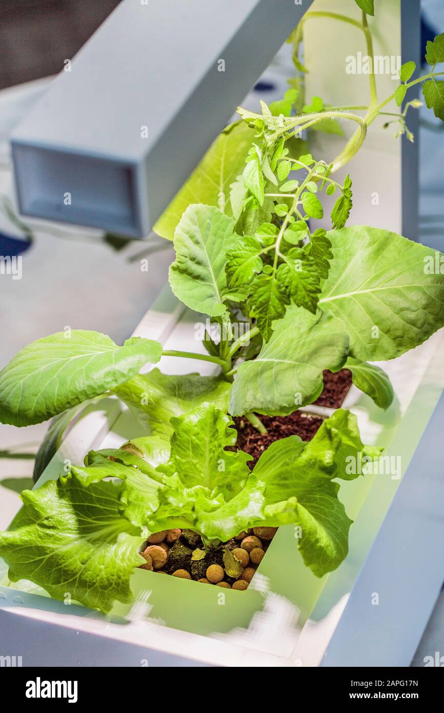 Vegetables grown in hydroponics indoors under artificial lighting Stock