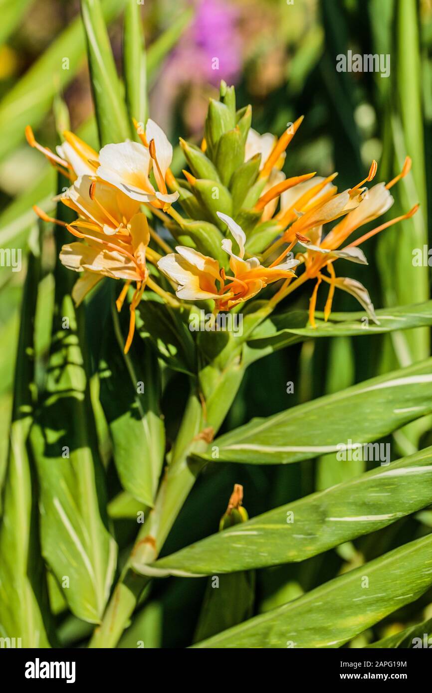 Ginger Lily (Hedychium sp) 'Docteur Moy' flowers Stock Photo