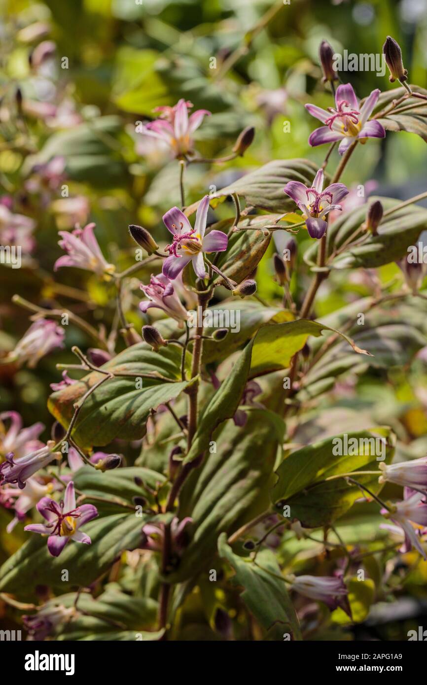 Toad Lily (Tricyrtis hirta) 'Tojen' in bloom Stock Photo - Alamy