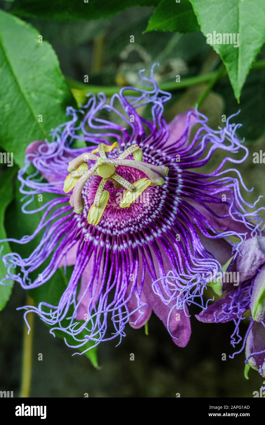Passionflower (Passiflora x incense Stock Photo Alamy