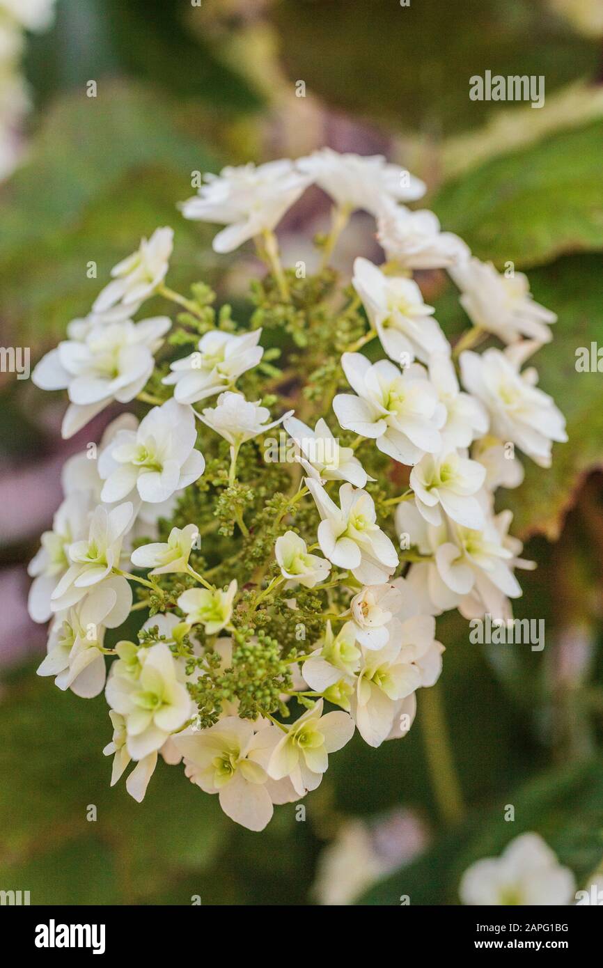 Oakleaf Hydrangea Hydrangea Quercifolia Snowflake Stock Photo Alamy