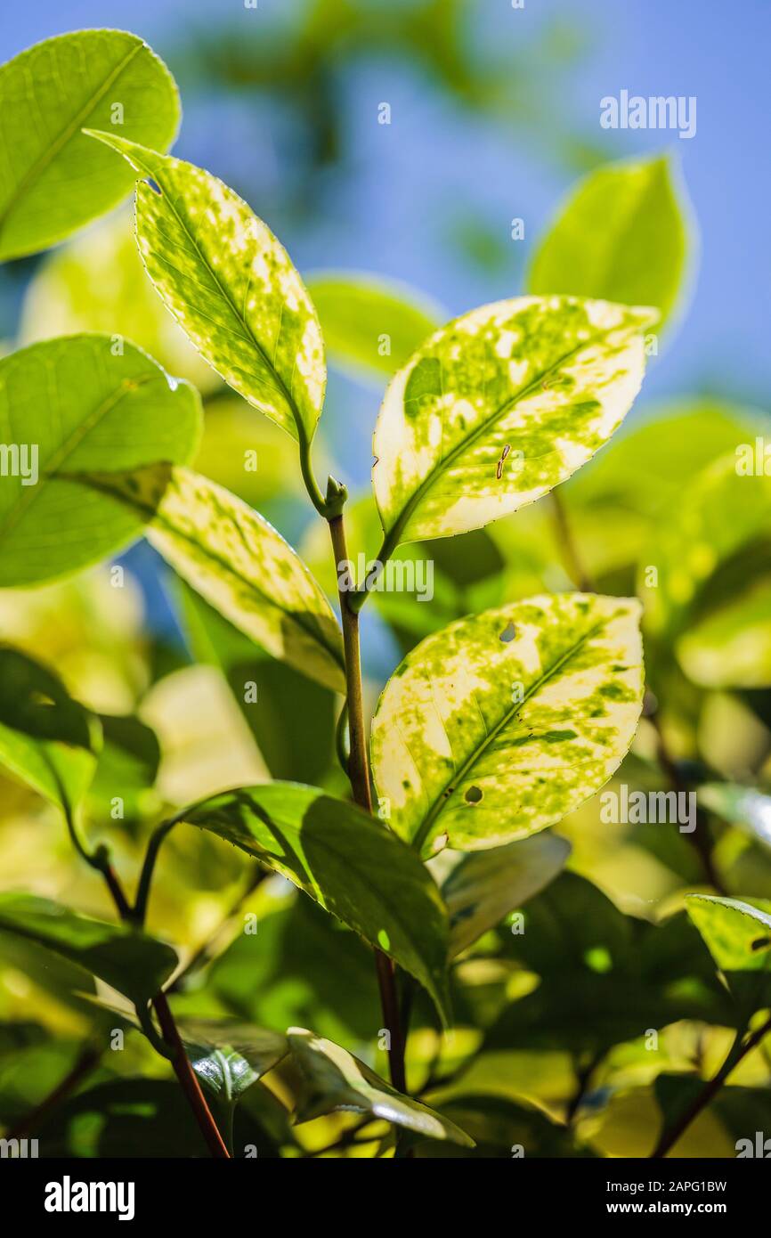 Camellia Yellow Mottle Virus : Irregular discolouration of certain shoots. Virus often tolerated in culture. Stock Photo