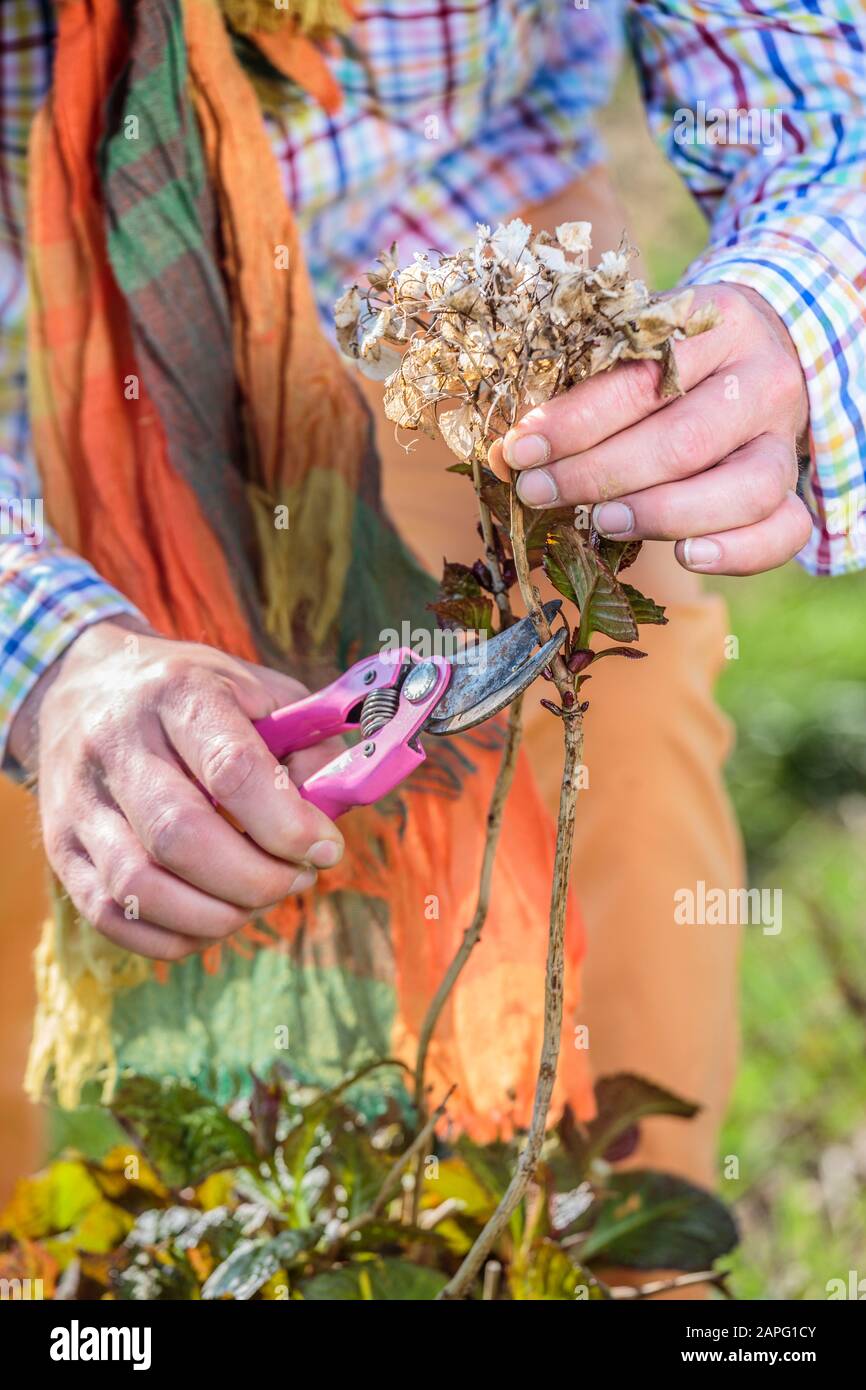 Man carving a hydrangea (Hydrangea macrophylla) in late winter Stock Photo