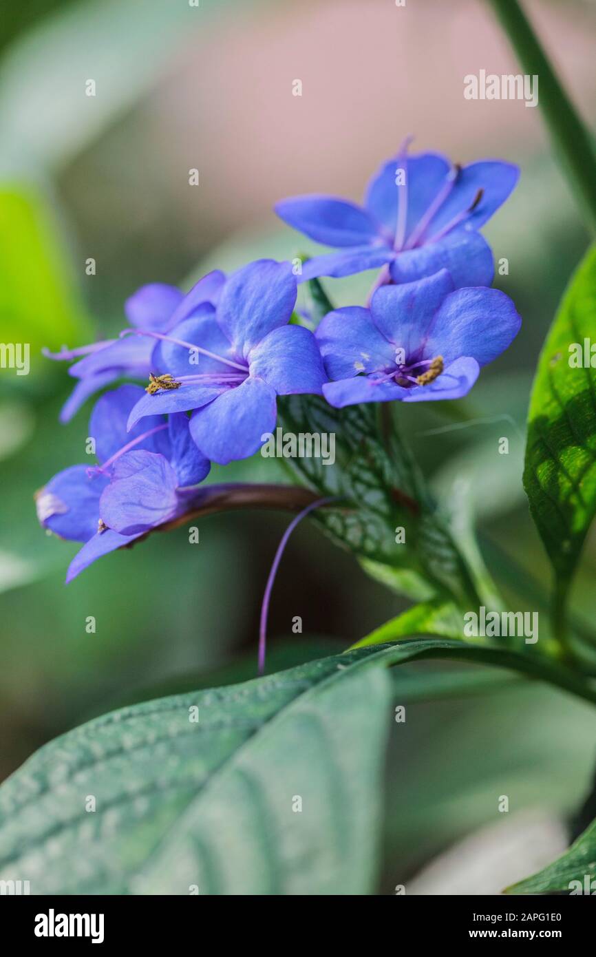 Blue Sage (Eranthemum pulchellum) Stock Photo