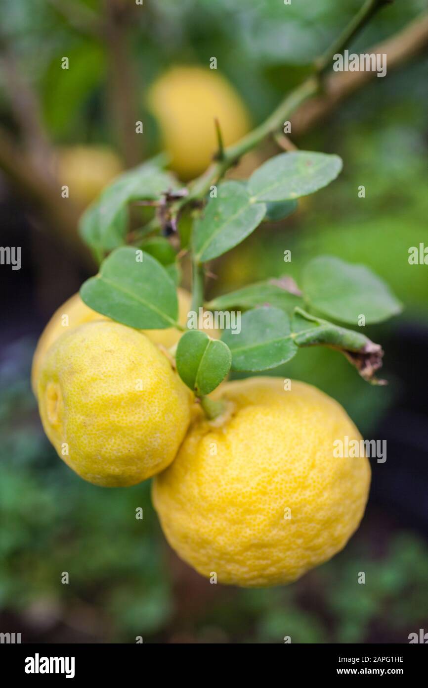 Papeda Ichang (Citrus ichangensis). It is the mother of the yuzu, who