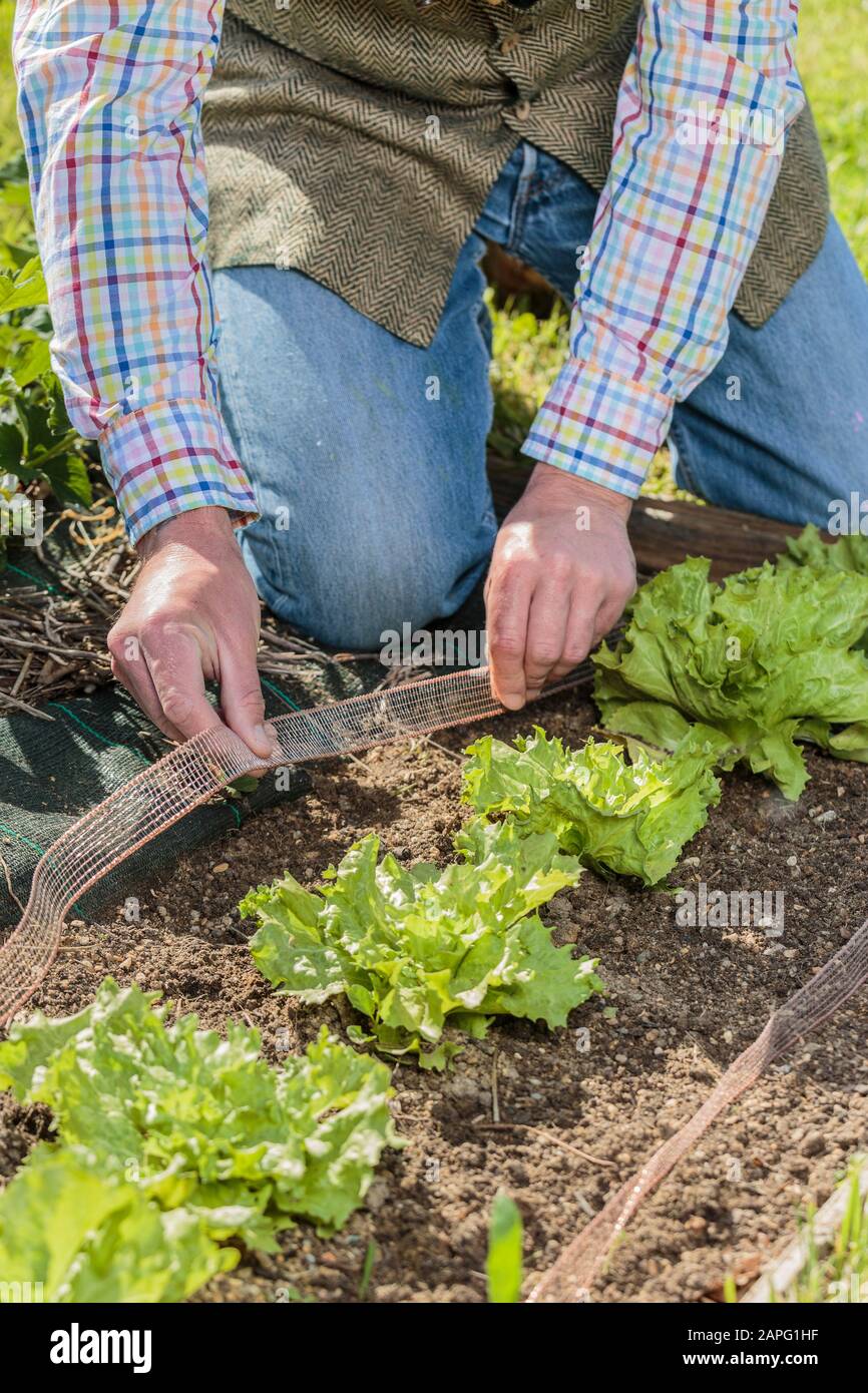 Salad protection with a strip of copper wire prevents slugs and other