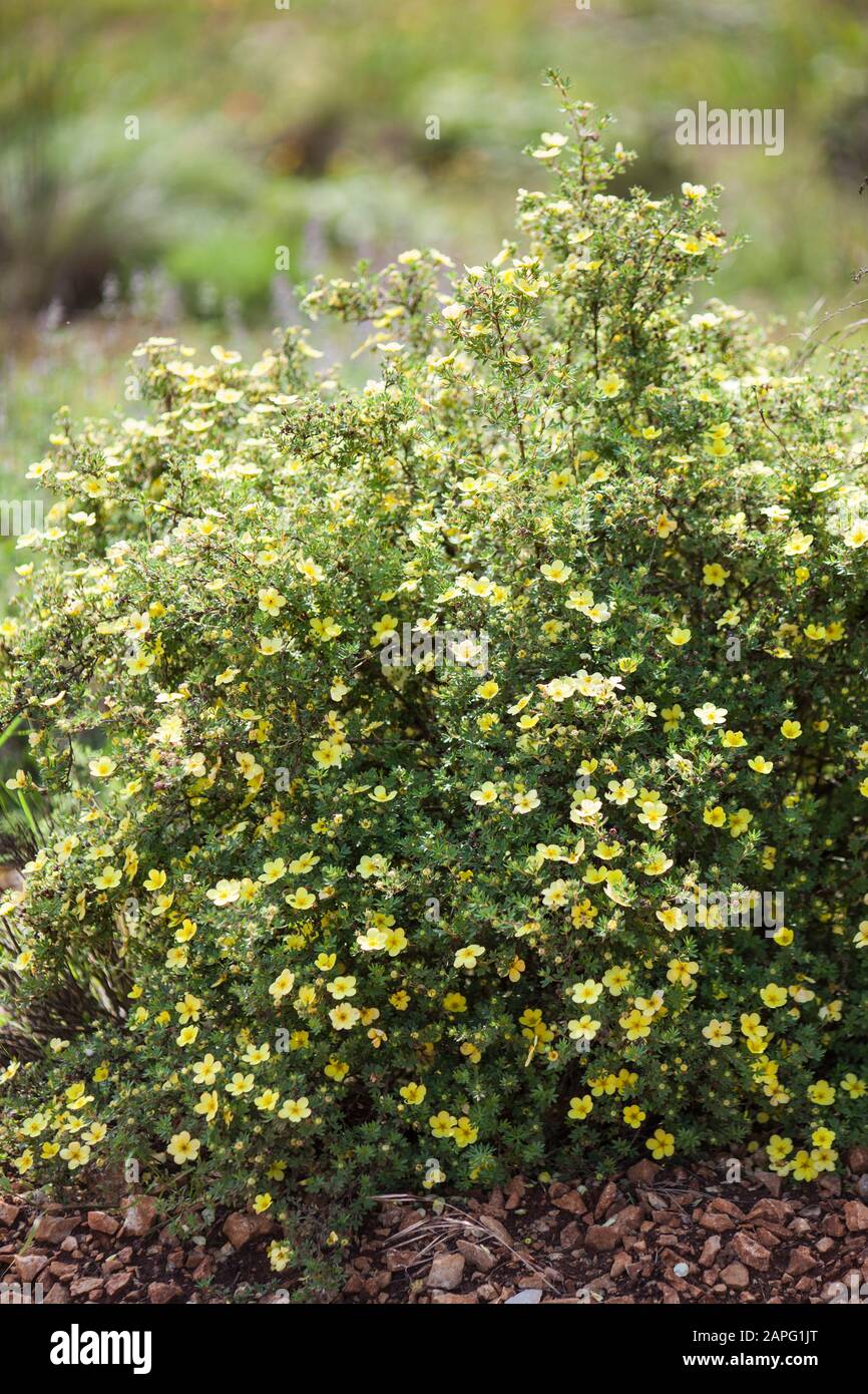 Shrubby Cinquefoil (Potentilla fruticosa) 'Maanelys'. Longflowering