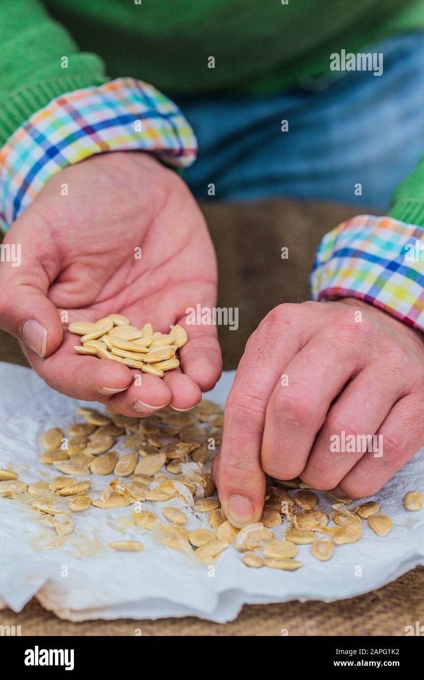 Collect squash seeds to recover the seeds after drying Stock Photo Alamy